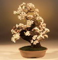 Brush Cherry